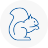 Weymouth Rodent Removals