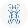 Weymouth Wasp Nest Removal